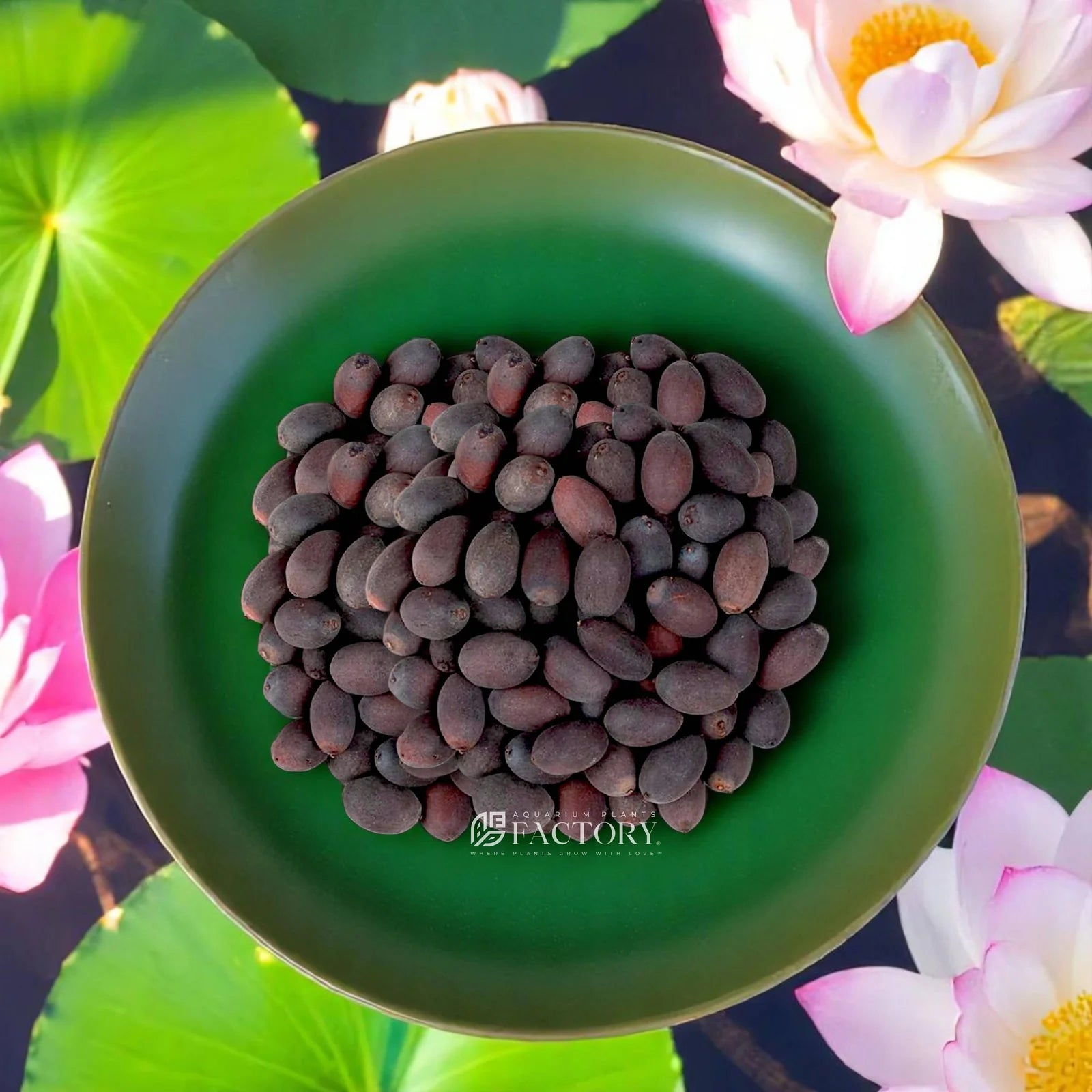 🌸 Bloom & Lotus Kit – 100 Flowers + 20 Lotus 🪷 + Free Booster