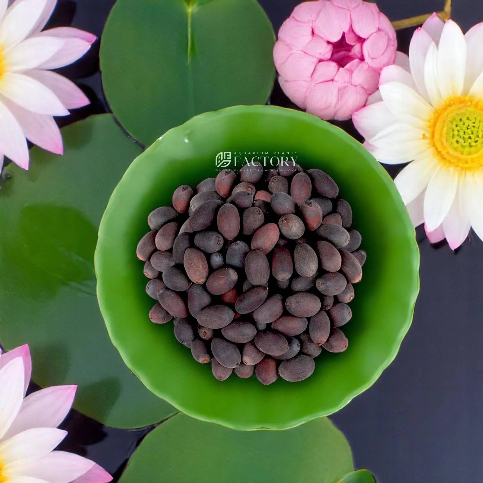 🌸 Bloom & Lotus Kit – 100 Flowers + 20 Lotus 🪷 + Free Booster