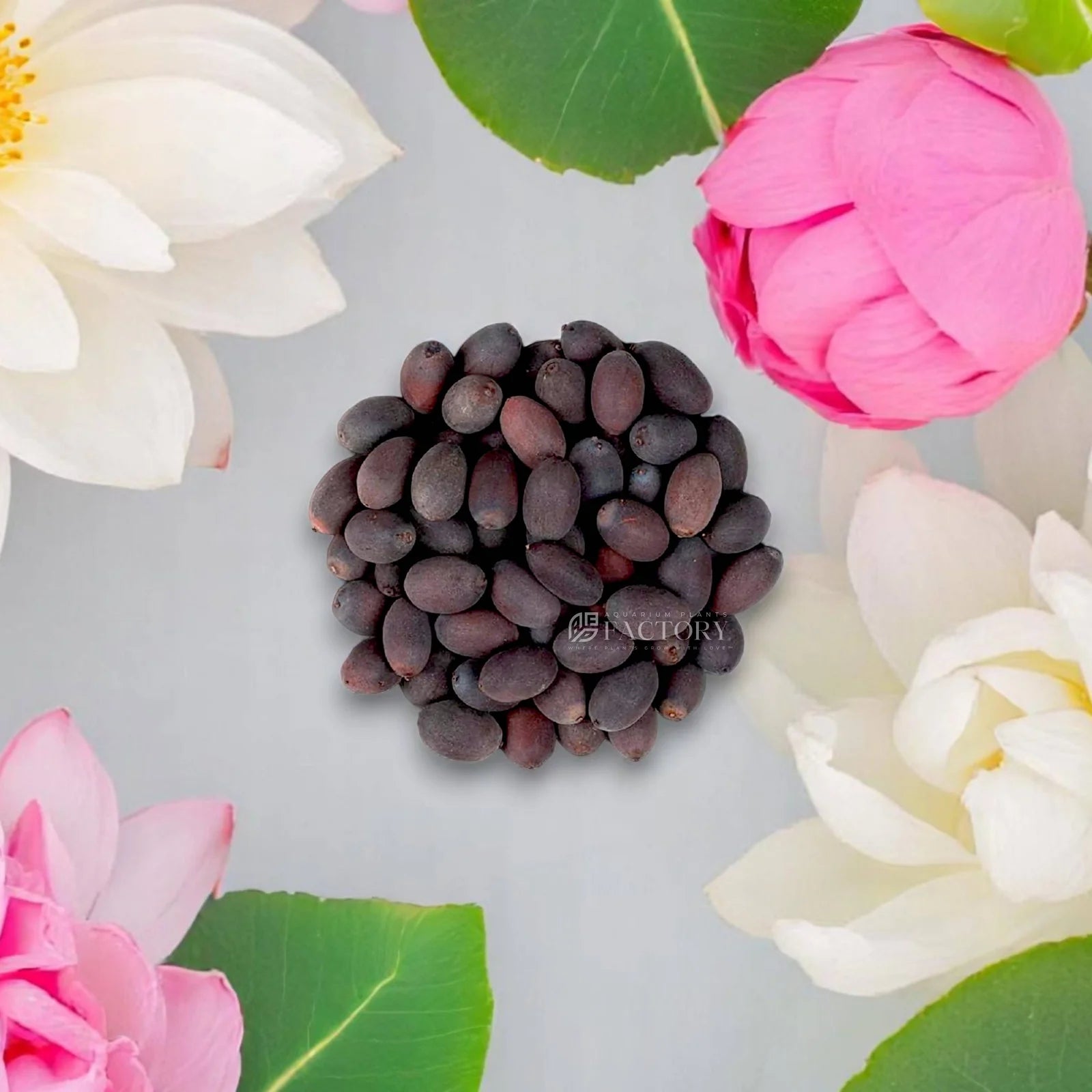 🌸 Bloom & Lotus Kit – 100 Flowers + 20 Lotus 🪷 + Free Booster