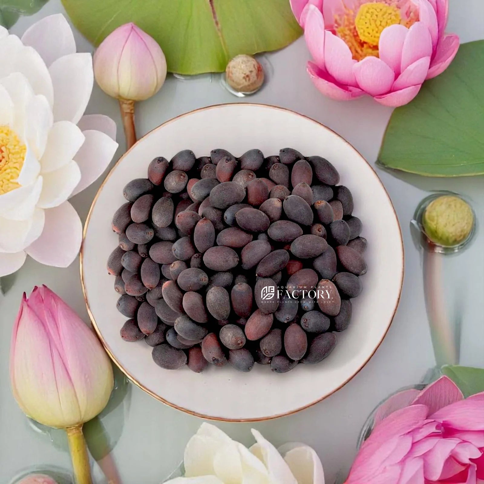 🌸 Bloom & Lotus Kit – 100 Flowers + 20 Lotus 🪷 + Free Booster